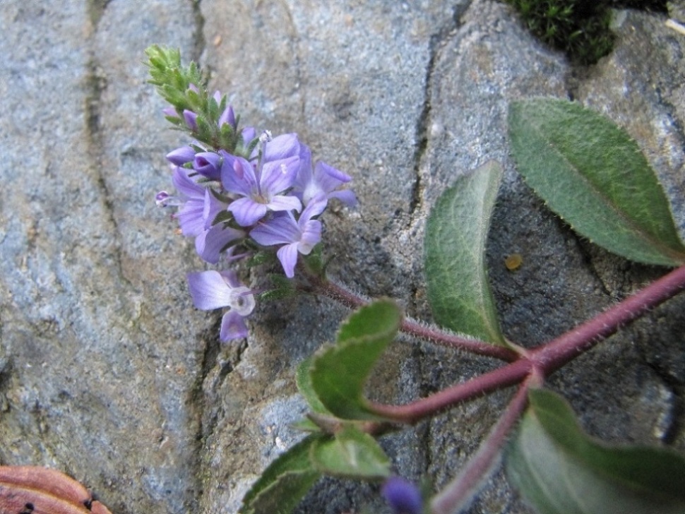 Veronica officinalis